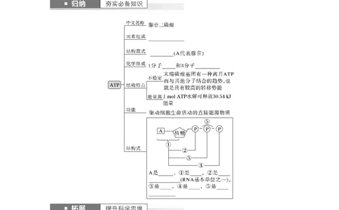 第3单元　第2课时　细胞的能量&ldquo;货币&rdquo;ATP_2024年新高考资料_1.2024一轮复习_2024年高考生物一轮复习讲义（新人教版）_学生版在此文件夹_大一轮复习讲义_第三单元　细胞的能量供应和利用