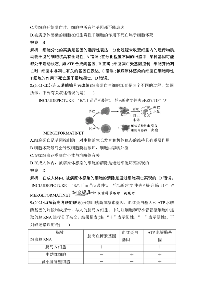 第12讲细胞的分化、衰老和死亡_2024年新高考资料_1.2024一轮复习_2024年高考生物一轮复习讲义（新人教版）_另附1套Word版题库_必修1_第四单元细胞的生命历程