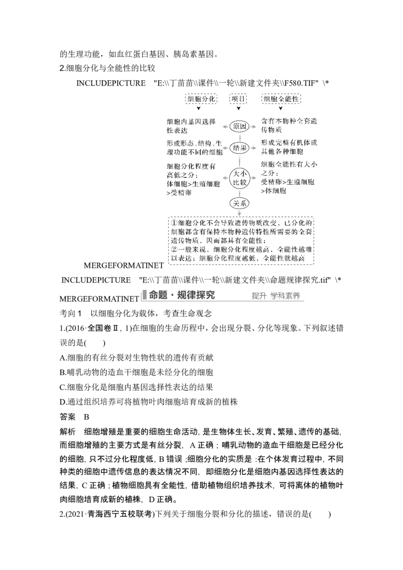 第12讲细胞的分化、衰老和死亡_2024年新高考资料_1.2024一轮复习_2024年高考生物一轮复习讲义（新人教版）_另附1套Word版题库_必修1_第四单元细胞的生命历程