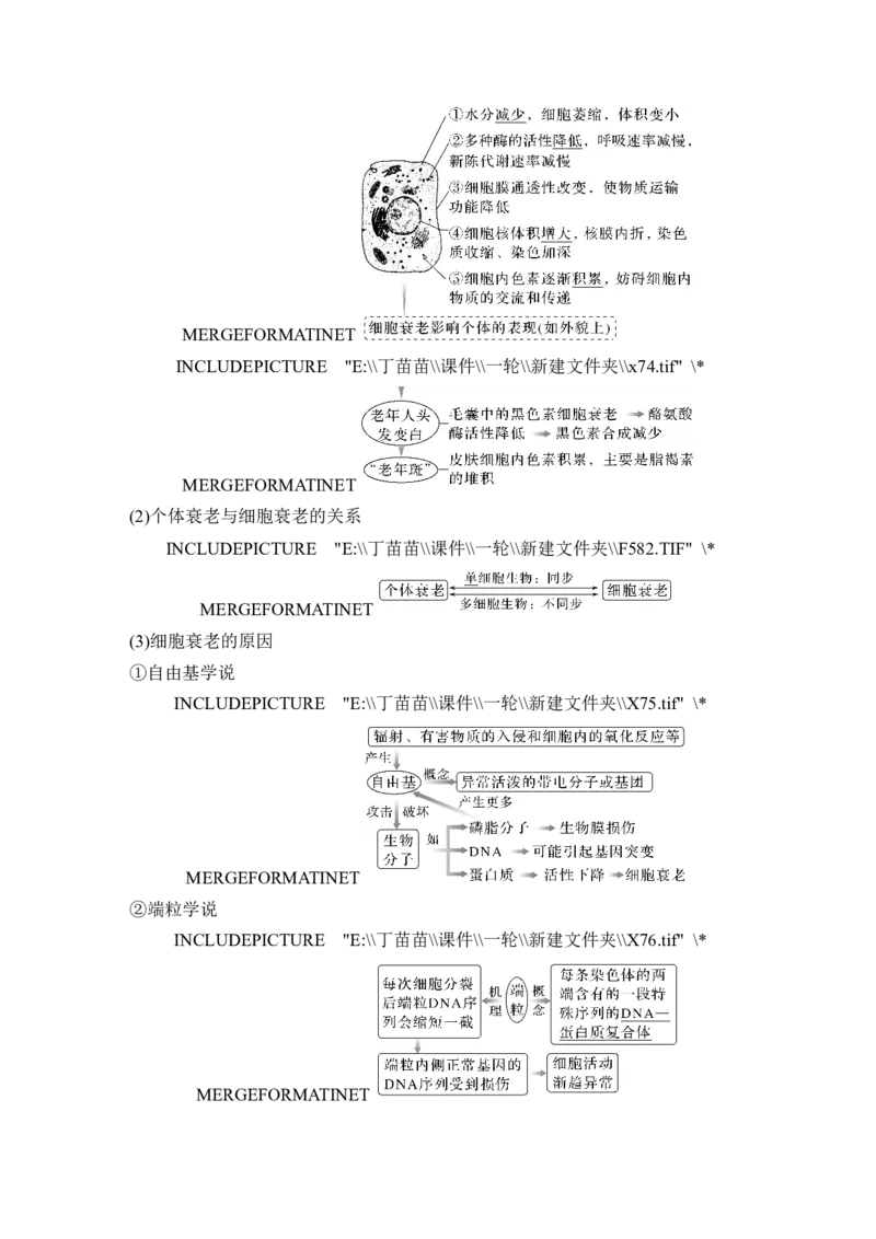 第12讲细胞的分化、衰老和死亡_2024年新高考资料_1.2024一轮复习_2024年高考生物一轮复习讲义（新人教版）_另附1套Word版题库_必修1_第四单元细胞的生命历程