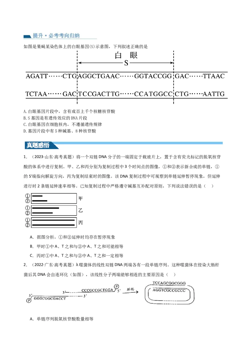 第21讲DNA分子的结构、复制与基因的本质（讲义）（学生版）_2024年新高考资料_1.2024一轮复习_2024年高考生物一轮复习讲练测（新教材新高考）