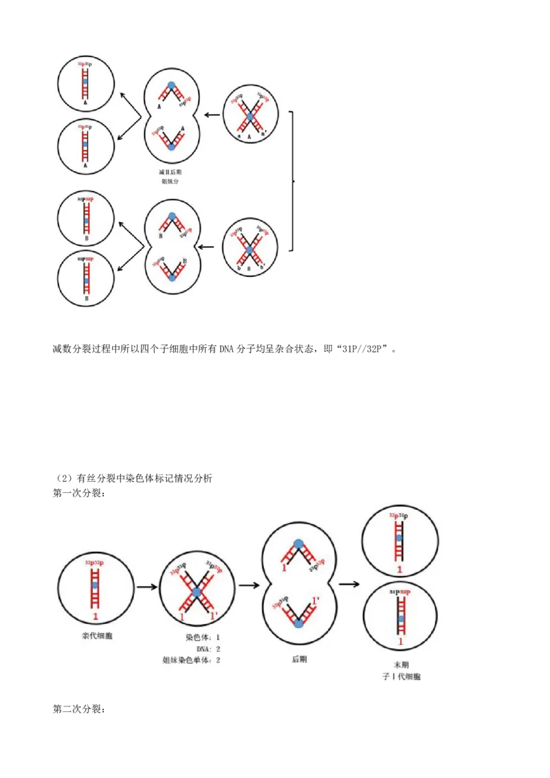 第21讲DNA分子的结构、复制与基因的本质（讲义）（学生版）_2024年新高考资料_1.2024一轮复习_2024年高考生物一轮复习讲练测（新教材新高考）