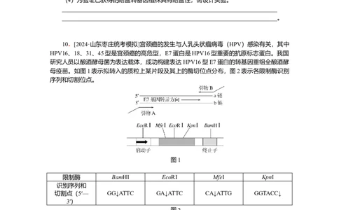 2025届高中生物学一轮复习检测案43　基因工程及生物技术的安全性与伦理问题（含解析）_2025年新高考资料_一轮复习_2025届高中生物学一轮复习分层复习检测(含解析)