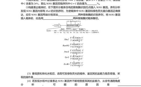 2025届高中生物学一轮复习检测案43　基因工程及生物技术的安全性与伦理问题（含解析）_2025年新高考资料_一轮复习_2025届高中生物学一轮复习分层复习检测(含解析)