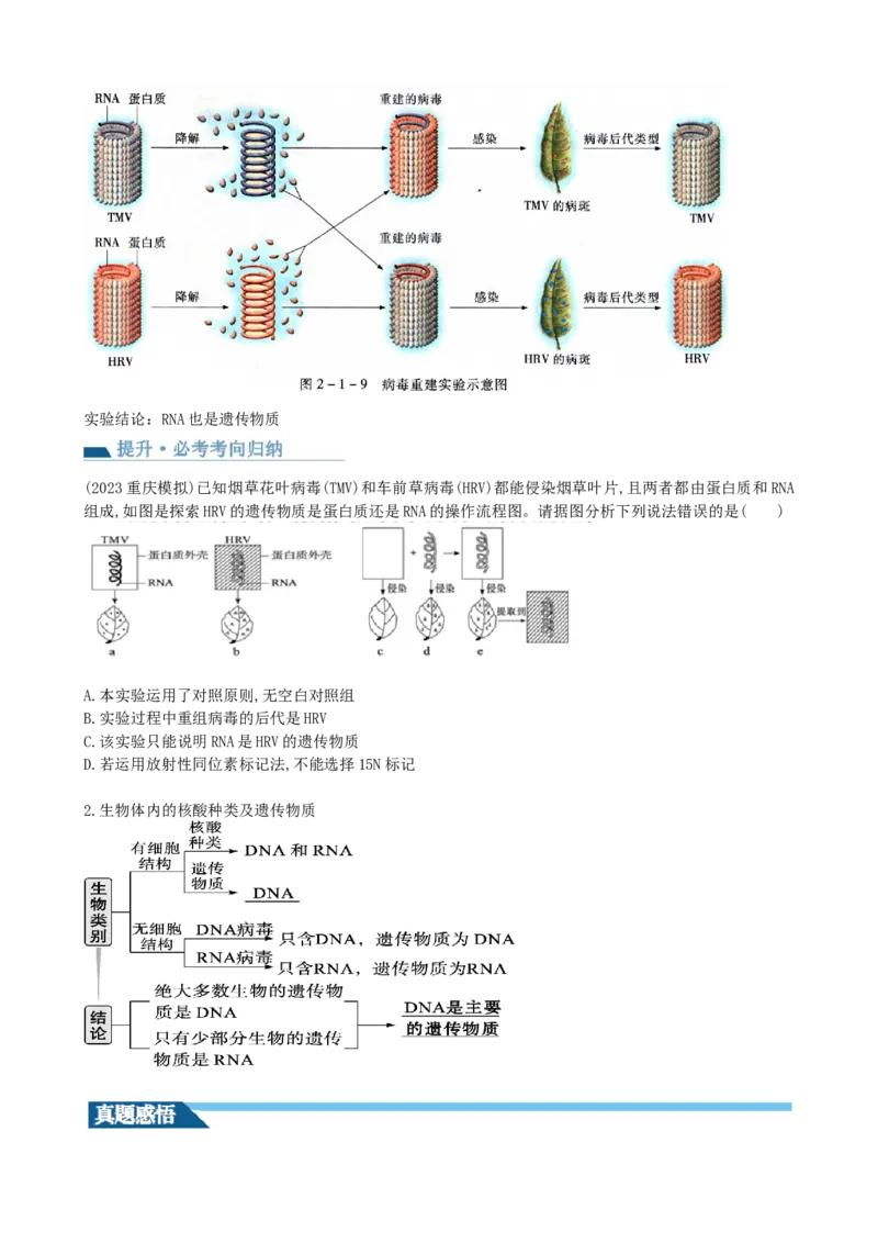 第20讲DNA是主要的遗传物质（讲义）（学生版）_2024年新高考资料_1.2024一轮复习_2024年高考生物一轮复习讲练测（新教材新高考）