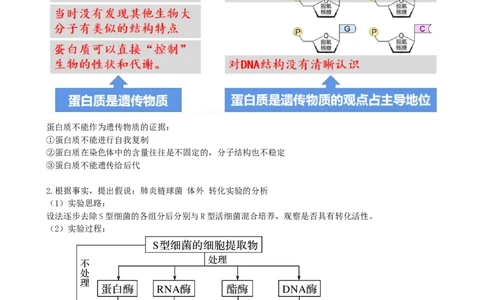 第20讲DNA是主要的遗传物质（讲义）（学生版）_2024年新高考资料_1.2024一轮复习_2024年高考生物一轮复习讲练测（新教材新高考）