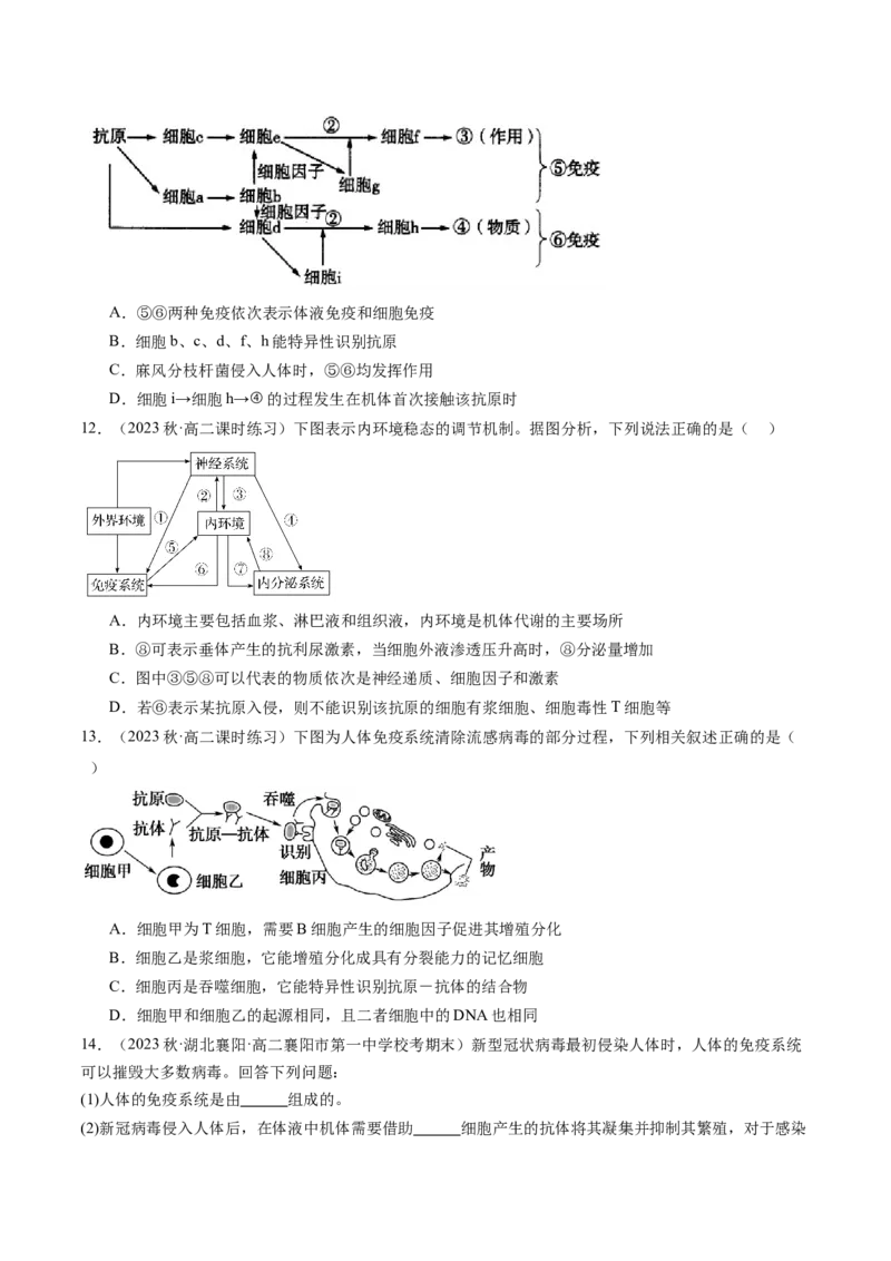 第29讲免疫调节（练习）（原卷版）_2024年新高考资料_1.2024一轮复习_2024年高考生物一轮复习讲练测（新教材新高考）