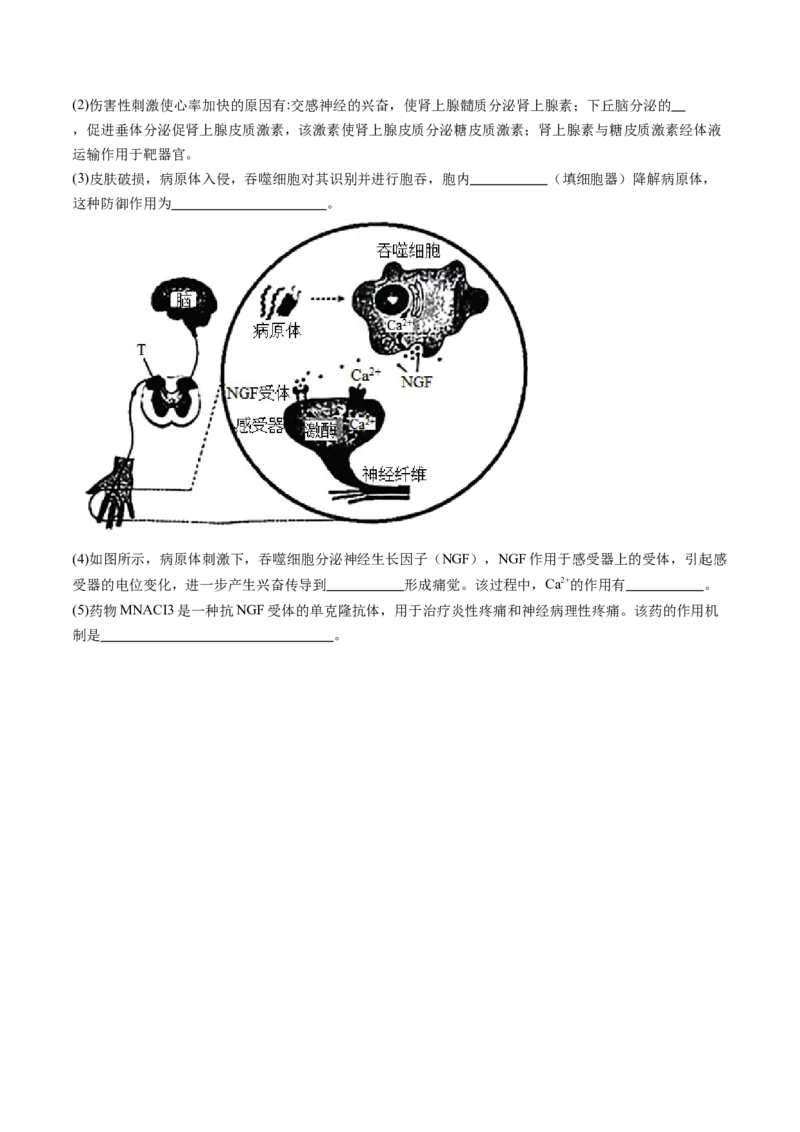 第29讲免疫调节（练习）（原卷版）_2024年新高考资料_1.2024一轮复习_2024年高考生物一轮复习讲练测（新教材新高考）