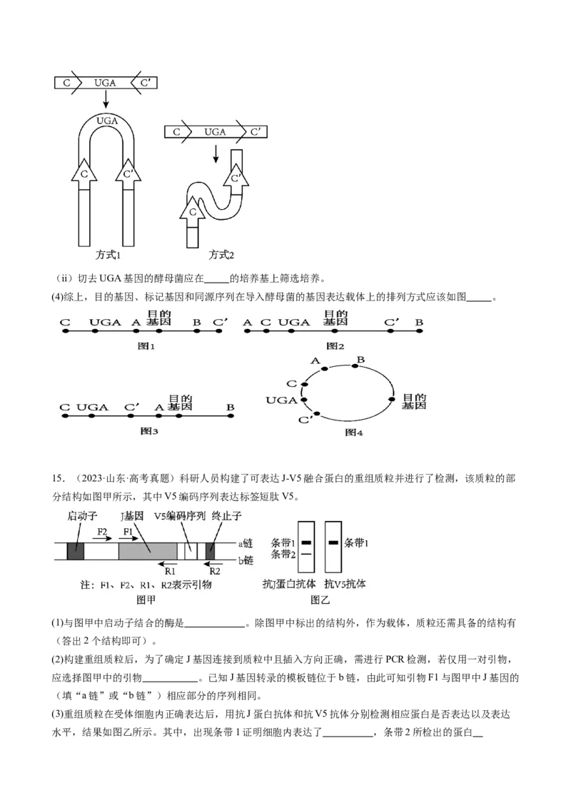第43讲基因工程（练习）（原卷版）_2024年新高考资料_1.2024一轮复习_2024年高考生物一轮复习讲练测（新教材新高考）