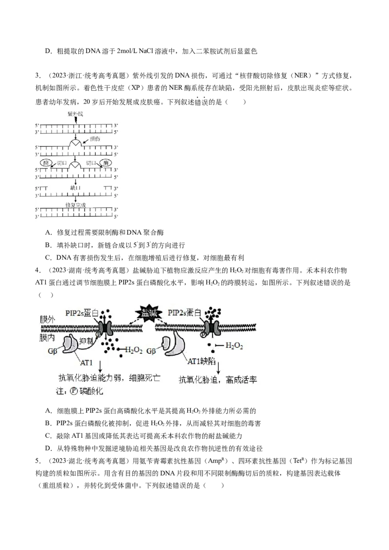 第43讲基因工程（练习）（原卷版）_2024年新高考资料_1.2024一轮复习_2024年高考生物一轮复习讲练测（新教材新高考）