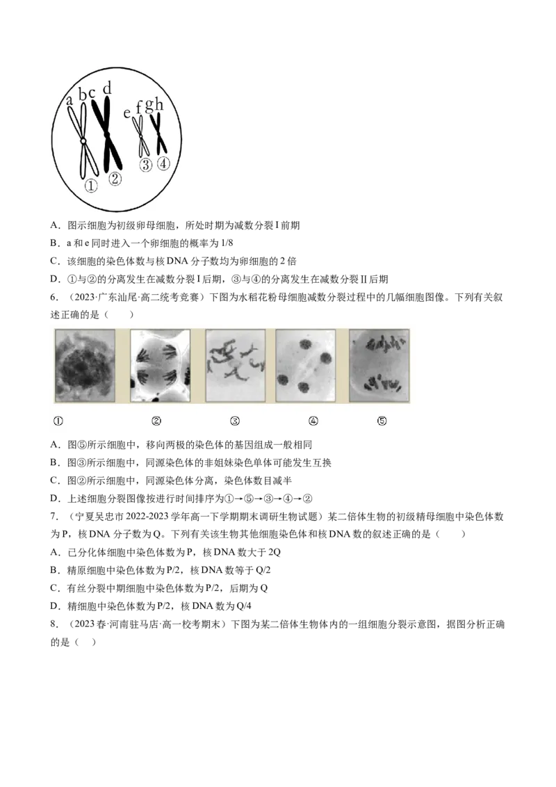 第13讲减数分裂和受精作用（练习）（原卷版）_2024年新高考资料_1.2024一轮复习_2024年高考生物一轮复习讲练测（新教材新高考）
