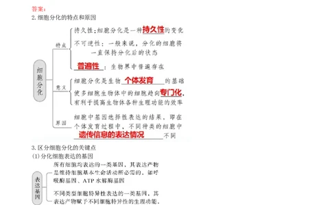 第14讲细胞的分化、衰老、死亡和癌变（讲义）（学生版）_2024年新高考资料_1.2024一轮复习_2024年高考生物一轮复习讲练测（新教材新高考）