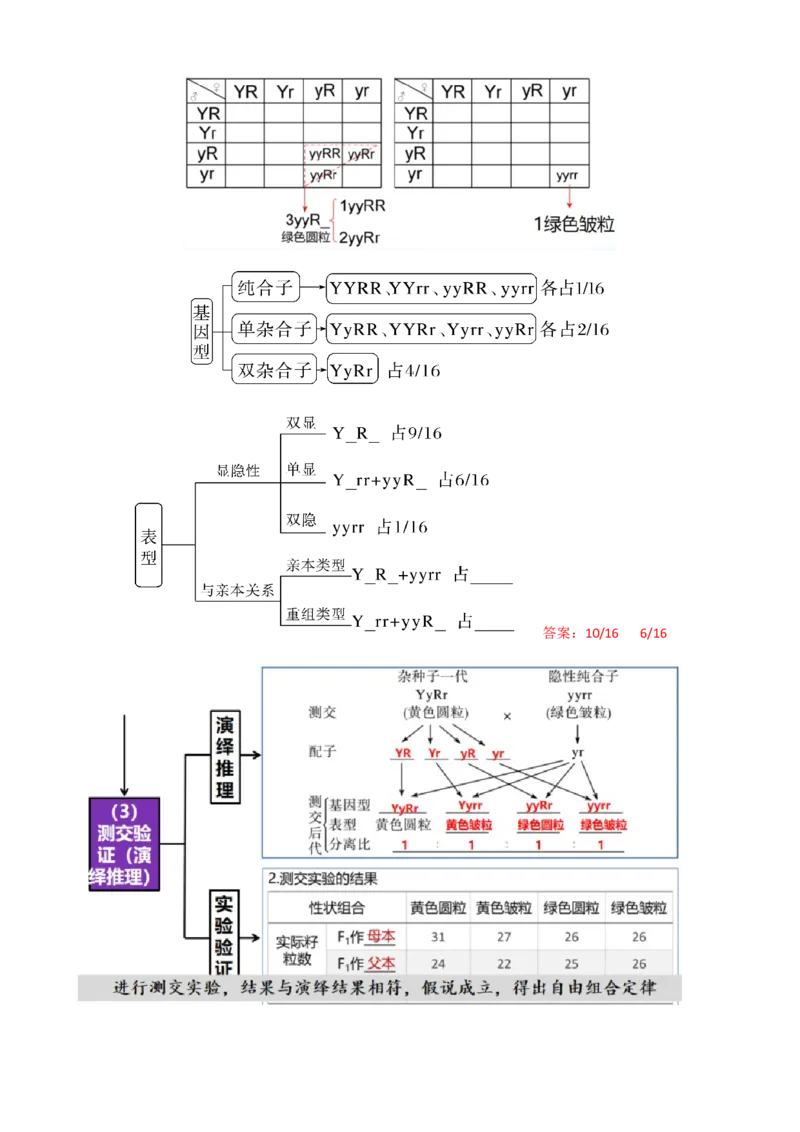 第17.1讲基因的自由组合定律（讲义）（教师版）_2024年新高考资料_1.2024一轮复习_2024年高考生物一轮复习讲练测（新教材新高考）