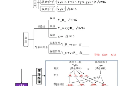 第17.1讲基因的自由组合定律（讲义）（教师版）_2024年新高考资料_1.2024一轮复习_2024年高考生物一轮复习讲练测（新教材新高考）