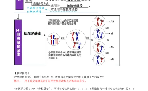 第17.1讲基因的自由组合定律（讲义）（教师版）_2024年新高考资料_1.2024一轮复习_2024年高考生物一轮复习讲练测（新教材新高考）