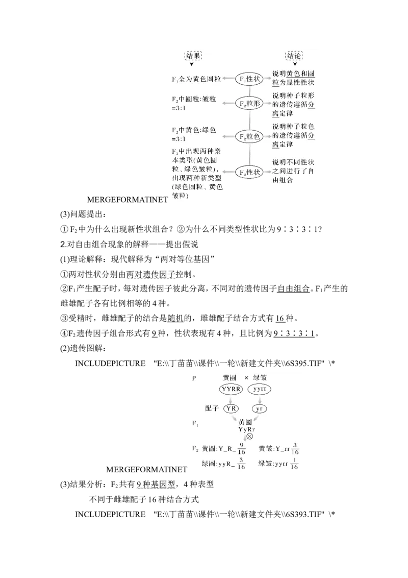 第14讲基因的自由组合定律_2024年新高考资料_1.2024一轮复习_2024年高考生物一轮复习讲义（新人教版）_另附1套Word版题库_必修2_第五单元遗传的基本规律