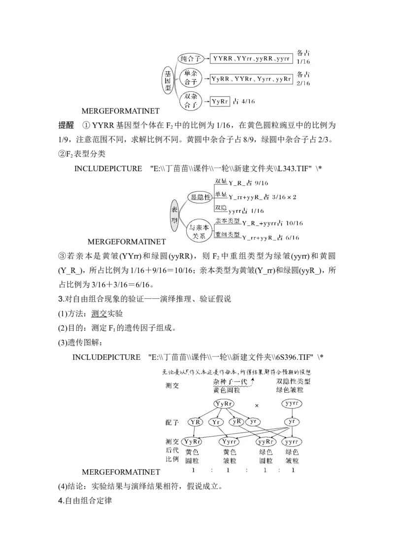 第14讲基因的自由组合定律_2024年新高考资料_1.2024一轮复习_2024年高考生物一轮复习讲义（新人教版）_另附1套Word版题库_必修2_第五单元遗传的基本规律