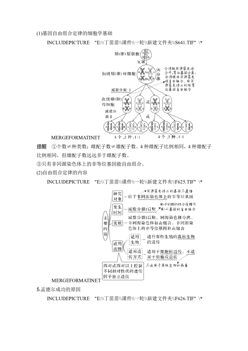 第14讲基因的自由组合定律_2024年新高考资料_1.2024一轮复习_2024年高考生物一轮复习讲义（新人教版）_另附1套Word版题库_必修2_第五单元遗传的基本规律