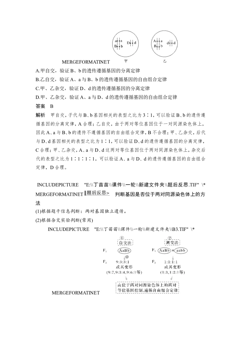 第14讲基因的自由组合定律_2024年新高考资料_1.2024一轮复习_2024年高考生物一轮复习讲义（新人教版）_另附1套Word版题库_必修2_第五单元遗传的基本规律