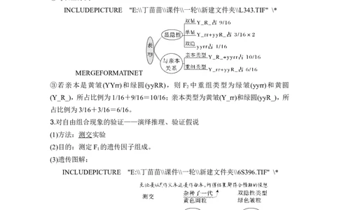 第14讲基因的自由组合定律_2024年新高考资料_1.2024一轮复习_2024年高考生物一轮复习讲义（新人教版）_另附1套Word版题库_必修2_第五单元遗传的基本规律