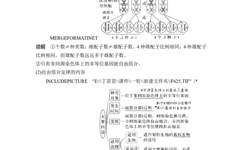 第14讲基因的自由组合定律_2024年新高考资料_1.2024一轮复习_2024年高考生物一轮复习讲义（新人教版）_另附1套Word版题库_必修2_第五单元遗传的基本规律