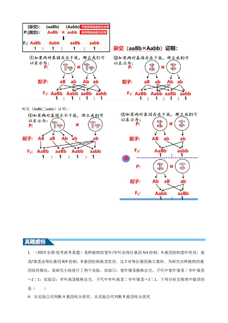 第17.1讲基因的自由组合定律（讲义）（学生版）_2024年新高考资料_1.2024一轮复习_2024年高考生物一轮复习讲练测（新教材新高考）