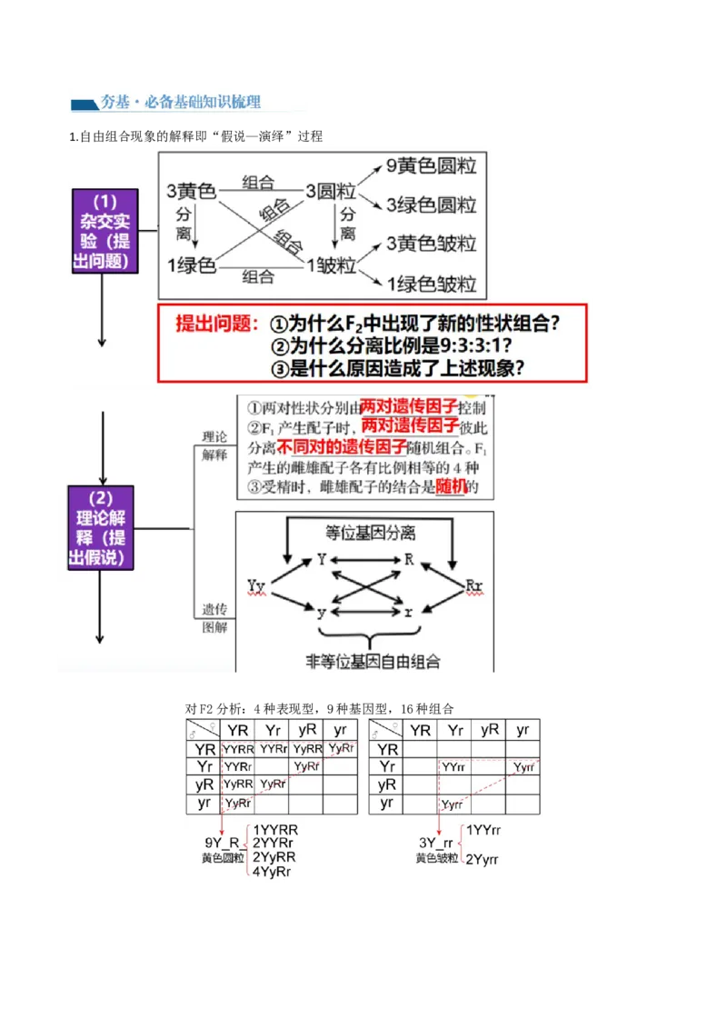 第17.1讲基因的自由组合定律（讲义）（学生版）_2024年新高考资料_1.2024一轮复习_2024年高考生物一轮复习讲练测（新教材新高考）