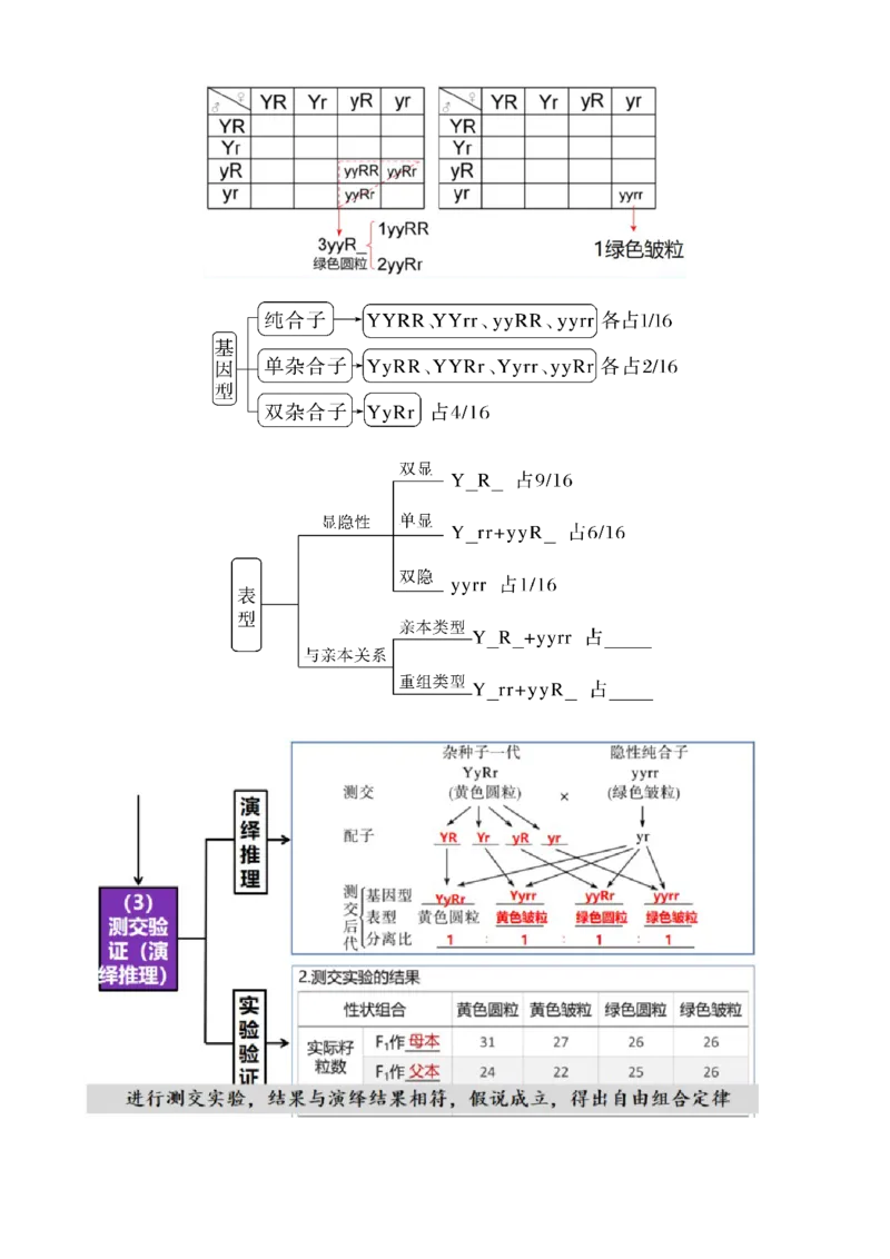 第17.1讲基因的自由组合定律（讲义）（学生版）_2024年新高考资料_1.2024一轮复习_2024年高考生物一轮复习讲练测（新教材新高考）