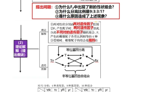 第17.1讲基因的自由组合定律（讲义）（学生版）_2024年新高考资料_1.2024一轮复习_2024年高考生物一轮复习讲练测（新教材新高考）