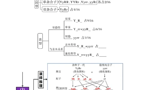 第17.1讲基因的自由组合定律（讲义）（学生版）_2024年新高考资料_1.2024一轮复习_2024年高考生物一轮复习讲练测（新教材新高考）