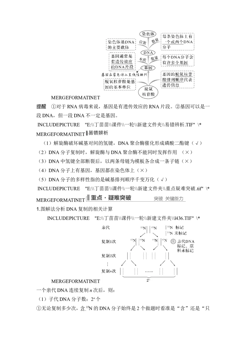 第17讲DNA的结构、复制及基因的本质_2024年新高考资料_1.2024一轮复习_2024年高考生物一轮复习讲义（新人教版）_另附1套Word版题库_必修2_第六单元遗传的分子基础