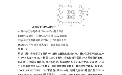 第17讲DNA的结构、复制及基因的本质_2024年新高考资料_1.2024一轮复习_2024年高考生物一轮复习讲义（新人教版）_另附1套Word版题库_必修2_第六单元遗传的分子基础