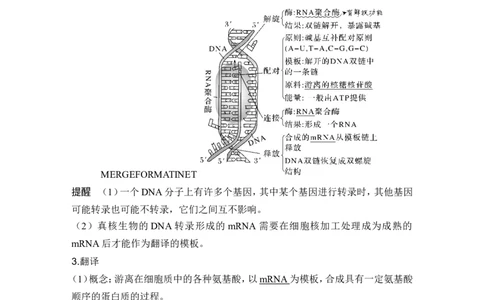 第18讲基因的表达_2024年新高考资料_1.2024一轮复习_2024年高考生物一轮复习讲义（新人教版）_另附1套Word版题库_必修2_第六单元遗传的分子基础