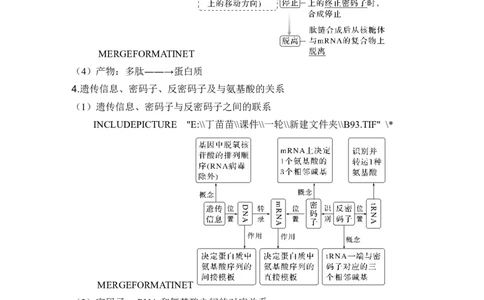 第18讲基因的表达_2024年新高考资料_1.2024一轮复习_2024年高考生物一轮复习讲义（新人教版）_另附1套Word版题库_必修2_第六单元遗传的分子基础