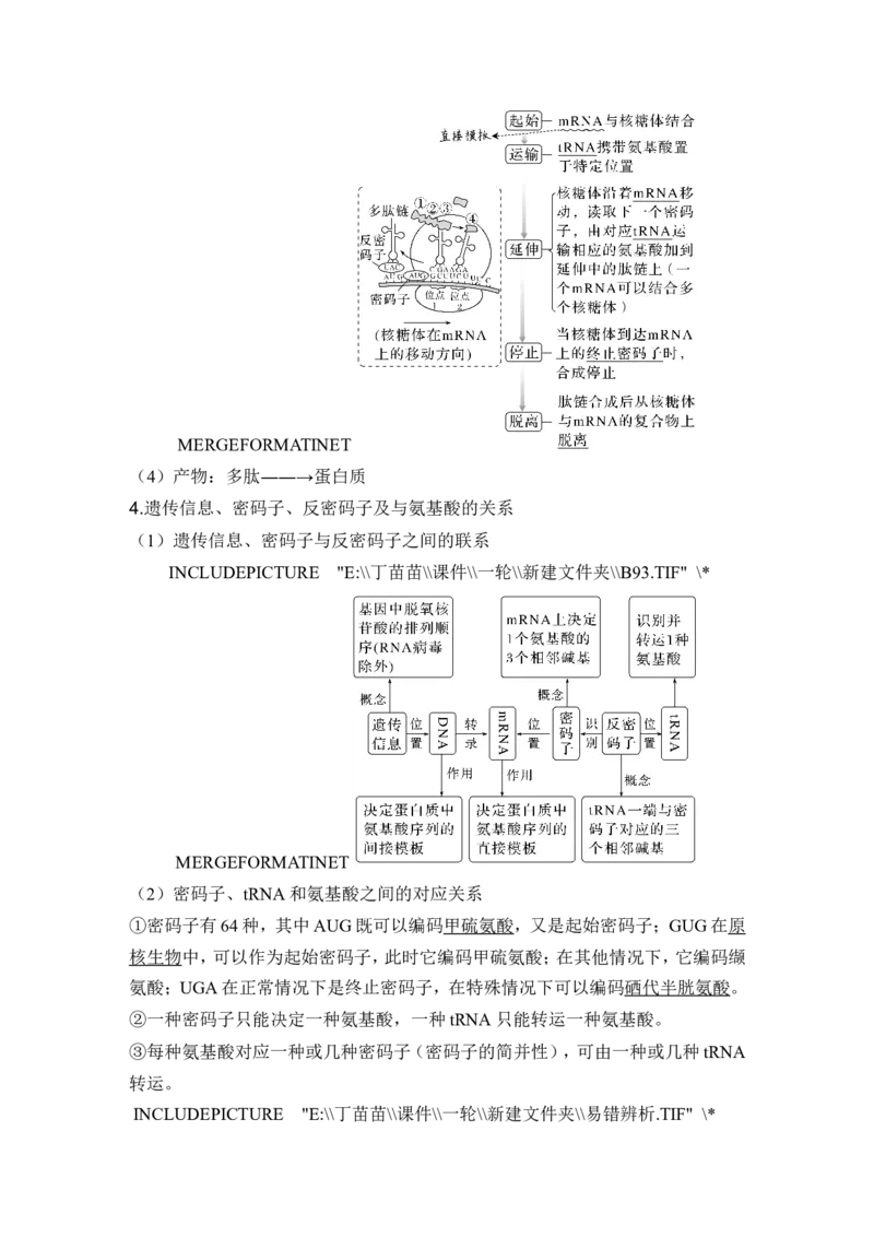 第18讲基因的表达_2024年新高考资料_1.2024一轮复习_2024年高考生物一轮复习讲义（新人教版）_另附1套Word版题库_必修2_第六单元遗传的分子基础