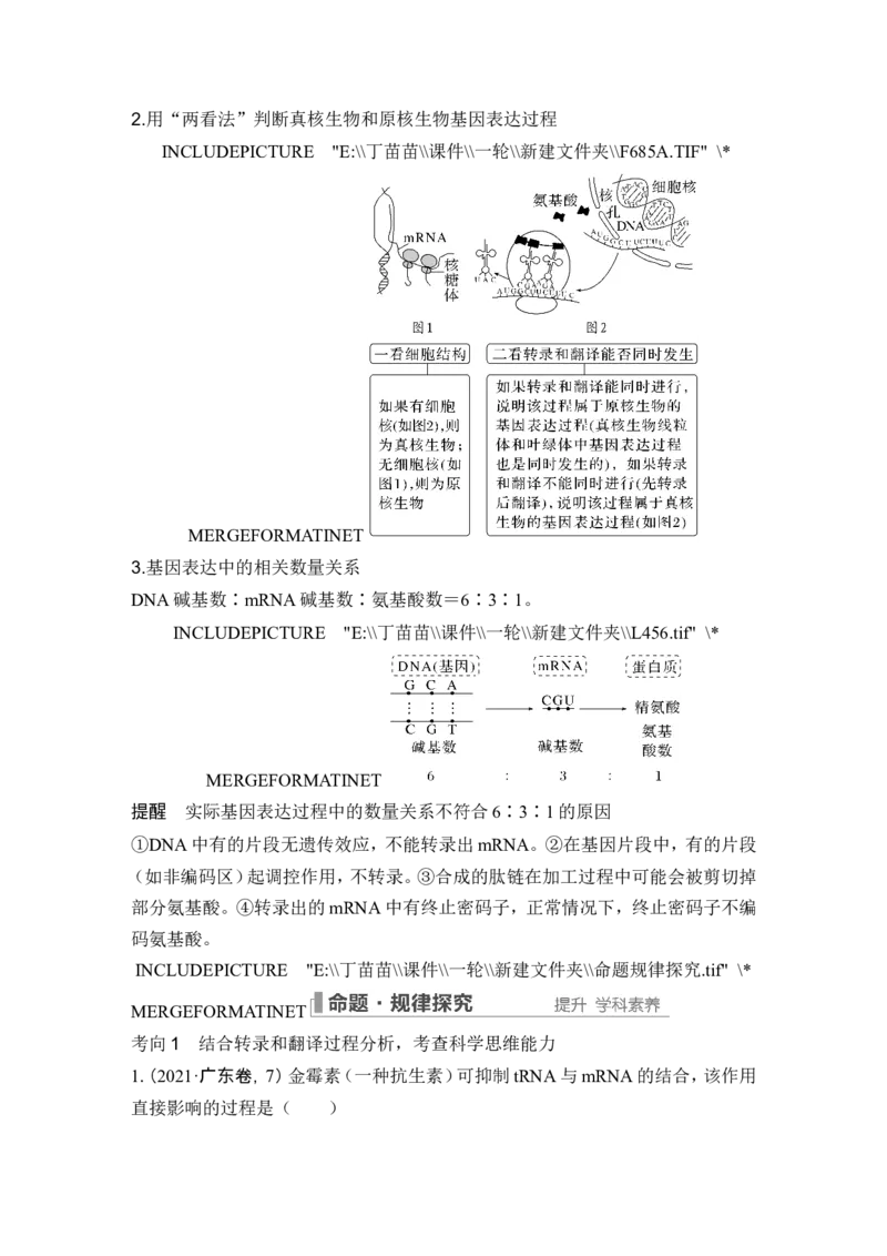第18讲基因的表达_2024年新高考资料_1.2024一轮复习_2024年高考生物一轮复习讲义（新人教版）_另附1套Word版题库_必修2_第六单元遗传的分子基础