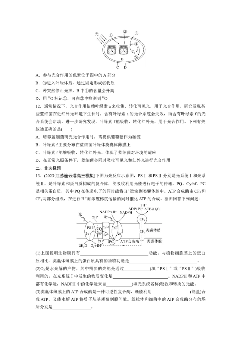 第3单元　课时练5　捕获光能的色素和结构及光合作用的原理_2024年新高考资料_1.2024一轮复习_2024年高考生物一轮复习讲义（新人教版）_学生版在此文件夹_一轮复习69练