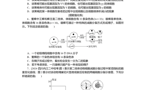 2025届高中生物学一轮复习检测案14　减数分裂和受精作用(二)（含解析）_2025年新高考资料_一轮复习_2025届高中生物学一轮复习分层复习检测(含解析)