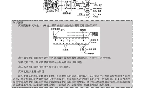 GKSW150_第20讲内环境与稳态-备战2022年高考生物一轮复习精品讲义（人教版）(解析版)_新高考复习资料_2022年新高考复习资料_备战2022新高考生物一轮复习精品讲义（人教版）