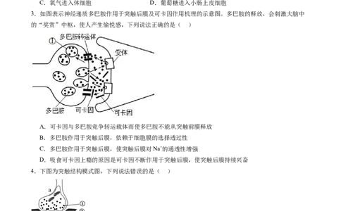 第26.2讲神经冲动的产生、传导和传递（练习）（原卷版）_2024年新高考资料_1.2024一轮复习_2024年高考生物一轮复习讲练测（新教材新高考）