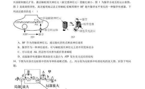 第26.2讲神经冲动的产生、传导和传递（练习）（原卷版）_2024年新高考资料_1.2024一轮复习_2024年高考生物一轮复习讲练测（新教材新高考）