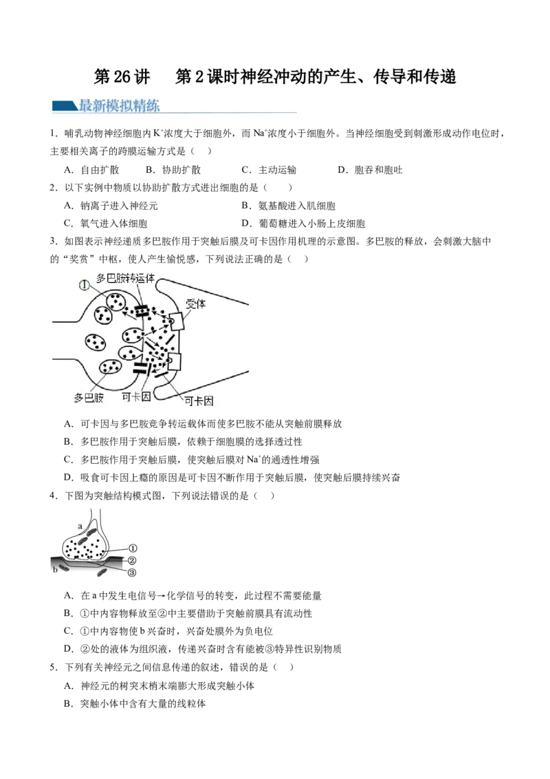 第26.2讲神经冲动的产生、传导和传递（练习）（原卷版）_2024年新高考资料_1.2024一轮复习_2024年高考生物一轮复习讲练测（新教材新高考）
