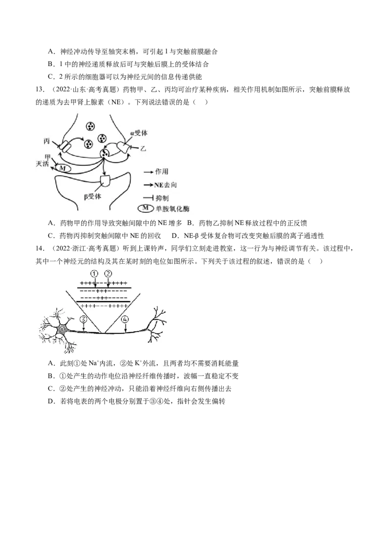 第26.2讲神经冲动的产生、传导和传递（练习）（原卷版）_2024年新高考资料_1.2024一轮复习_2024年高考生物一轮复习讲练测（新教材新高考）