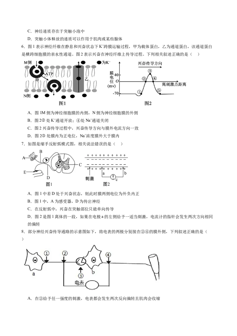 第26.2讲神经冲动的产生、传导和传递（练习）（原卷版）_2024年新高考资料_1.2024一轮复习_2024年高考生物一轮复习讲练测（新教材新高考）