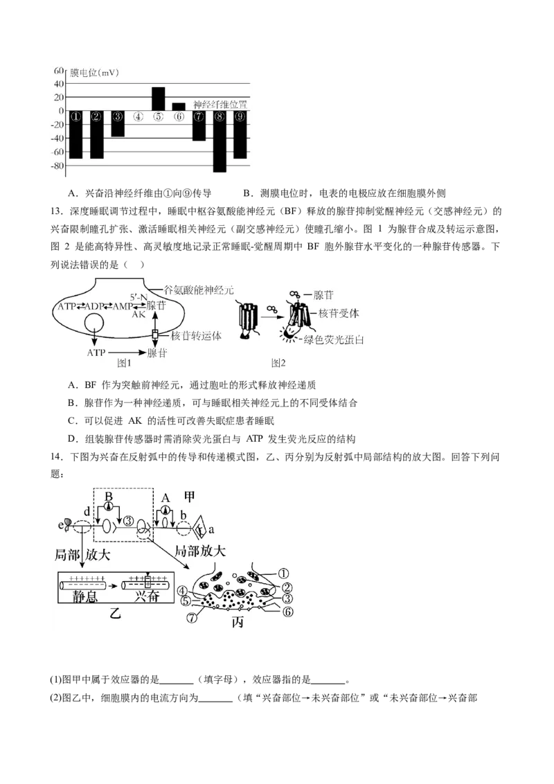 第26.2讲神经冲动的产生、传导和传递（练习）（原卷版）_2024年新高考资料_1.2024一轮复习_2024年高考生物一轮复习讲练测（新教材新高考）