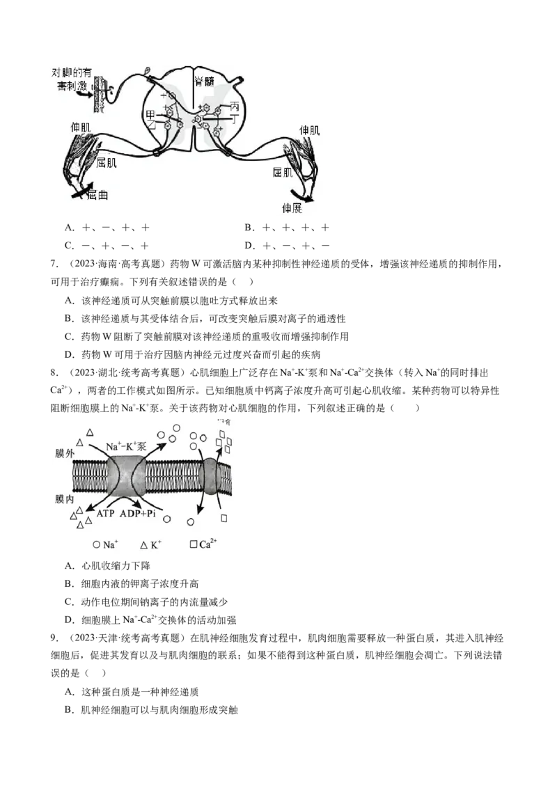 第26.2讲神经冲动的产生、传导和传递（练习）（原卷版）_2024年新高考资料_1.2024一轮复习_2024年高考生物一轮复习讲练测（新教材新高考）