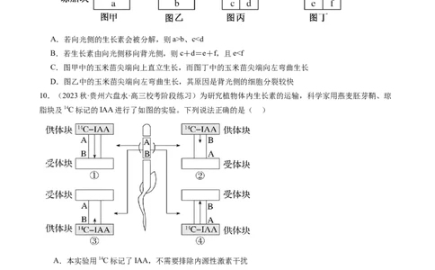 第32.1讲植物生长素（练习）（原卷版）_2024年新高考资料_1.2024一轮复习_2024年高考生物一轮复习讲练测（新教材新高考）