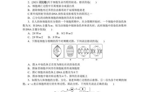 专练35　细胞的生命历程综合练_新高考复习资料_2023年新高考复习资料_专项复习_2023《微专题&middot;小练习》&middot;生物&middot;新教材&middot;XL-7