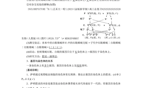 [12533088]高中生物一轮复习学案：第16讲　基因在染色体上、伴性遗传和人类遗传病_新高考复习资料_2023年新高考复习资料_一轮复习_精讲精练2023届新高考生物一轮复习学案