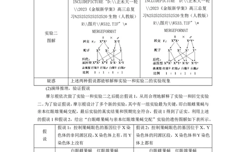 [12533088]高中生物一轮复习学案：第16讲　基因在染色体上、伴性遗传和人类遗传病_新高考复习资料_2023年新高考复习资料_一轮复习_精讲精练2023届新高考生物一轮复习学案